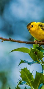 Branche,Fauvette,Kamysovka |,Baies,Animaux,Oiseau