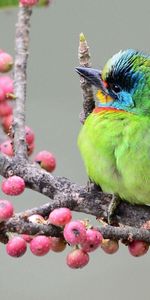 Animals,Berries,Motley,Branch,Bird,Multicolored