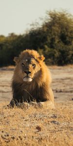 Animales,Gato Grande,Un Leon,León,Melena,Rey De Las Bestias