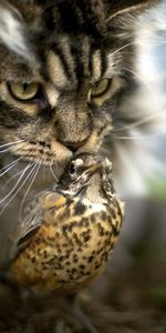 Птица,Кошка,Животные,Фон