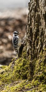 Animals,Bird,Bark,Moss