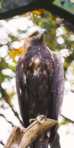 Animales,Pico,Pájaro,Águila,Garras