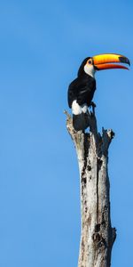 Animals,Bird,Beak,Pillar,Post,Toucan