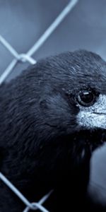 Animals,Bird,Beak,Raven,Grid