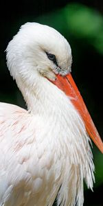 Animales,Pluma,Pico,Pájaro,Cigüeña