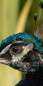 Animals,Bird,Beautiful,Head,Feather,Peacock