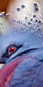 Animals,Bird,Beautiful,Head,Peacock