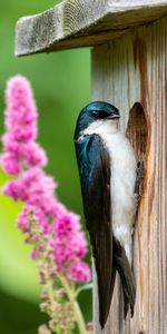 Animals,Bird,Birdhouse,Flowers,Swallow