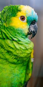 Pájaro,Amazona De Cara Azul,Amazonía De Cabeza Azul,Animales,Loros