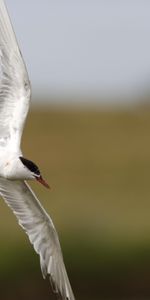 Animals,Bird,Blur,Smooth,Flight,Gull,Seagull