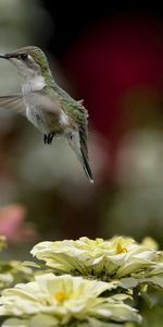 Naturaleza,Flores,Pájaro,Borrosidad,Suave,Vuelo,Animales,Colibríes