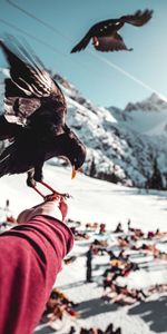 Animals,Bird,Blur,Smooth,Mountains,Hand,Raven