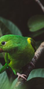 Animals,Bird,Branch,Budgerigar,Wavy Parrot,Parrots