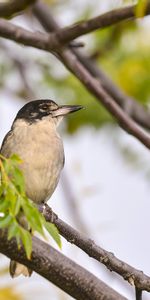 Branche,Oiseau De Flûte,Oiseau Flûte,Animaux,Feuilles,Oiseau