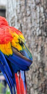 Animals,Bird,Branch,Parrots,Color