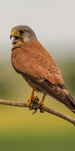 Branche,Se Concentrer,Queue,Crécerelle,Animaux,Foyer,Prédateur,Oiseau