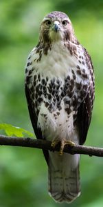 Animals,Bird,Branch,Predator,Opinion,Sight,Hawk