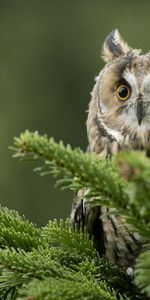 Animals,Bird,Branch,Predator,Owl