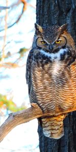 Branche,Vue,Opinion,Grand Duc,Animaux,Oiseau,Prédateur,Chouette