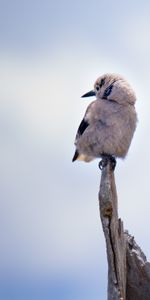 Animals,Bird,Branch,Sits,Is Sitting