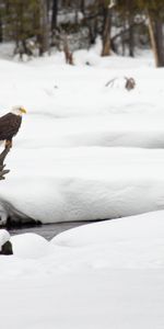 Animals,Bird,Branch,Snow,Eagle