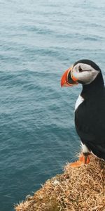 Pájaro,Rotura,Está Sentado,Sienta,Animales,Precipicio,Tucán