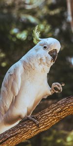 Pájaro,Gracioso,Cacatúa,Animales,Loros