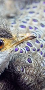 Animals,Bird,Color,Beak,Peacock