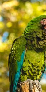 Animals,Bird,Color,Parrots