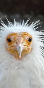 Animals,Bird,Cool,Disheveled,Ruffled