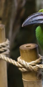 Animals,Bird,Cordage,Ropes,Sit,Wood,Wooden,Beak