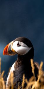 Animals,Bird,Duck,Cul De Sac,Dead End,Grass,Beak