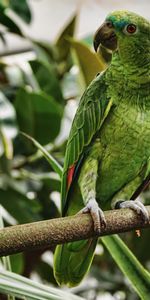 Animals,Bird,Exotic,Branch,Tropical,Parrots