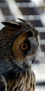 Animals,Bird,Feather,Eyes,Owl