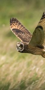 Animals,Bird,Field,Flight,Wildlife,Owl