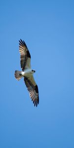 Animals,Bird,Flight,Bald Eagle,White Headed Eagle,Predator,Wings