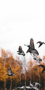 Animals,Bird,Flight,Flock,Pigeons