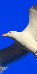 Animales,Pájaro,Vuelo,Gaviota,Ola,Barrer