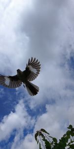 Animals,Bird,Flight,Mockingbird,Sky,Wings