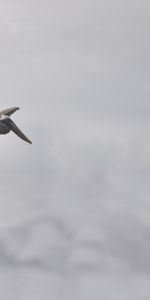 Animals,Bird,Flight,Pelican,Clouds