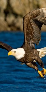 Animals,Bird,Flight,Water,Spray,Wings,Eagle