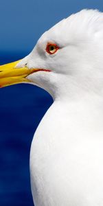 Animals,Bird,Gull,Profile,Beak,Seagull