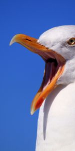 Animals,Bird,Gull,Scream,Beak,Seagull,Cry