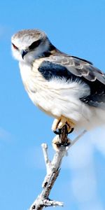 Animals,Bird,Hawk,Glare,Branch