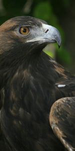 Animals,Bird,Head,Beak,Eagle