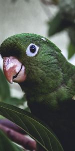 Animals,Bird,Leaves,Beak,Parrots