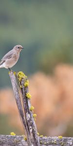 Animals,Bird,Log,Grey Flycatcher,Gray Flycatcher