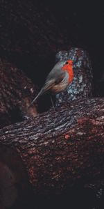 Animaux,Enregistrer,Rouge Gorge,Zarianka,Rapport,Oiseau