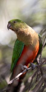 Pluma,Pájaro,Animales,Loros,Alas,Guacamayo