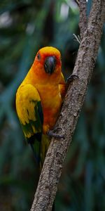 Animals,Bird,Motley,Aratinga,Parakeet,Multicolored,Branch,Parrots